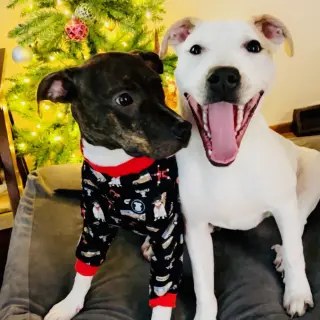 Cece