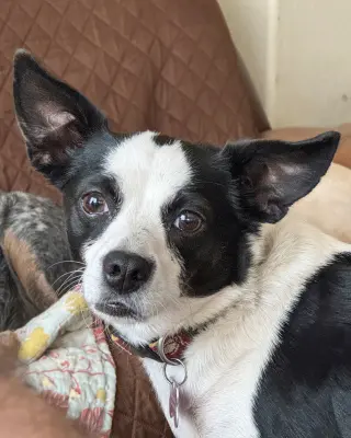 Evie