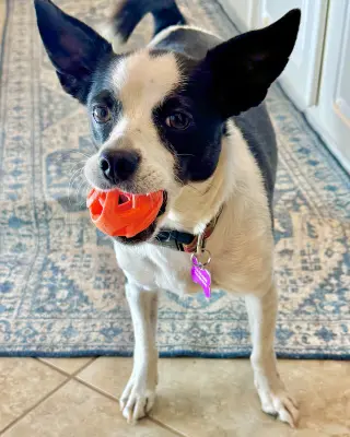 Evie