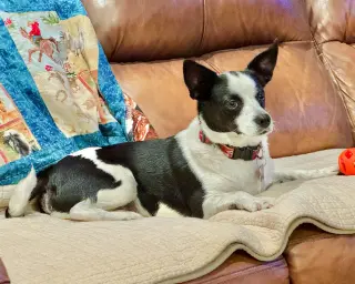 Evie