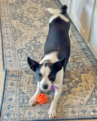 Evie