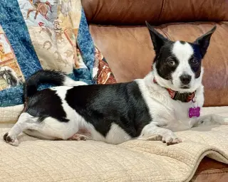 Evie