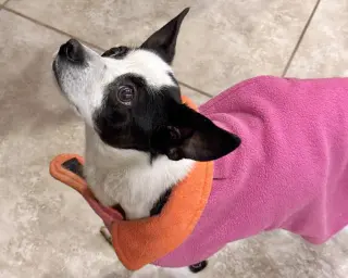 Evie