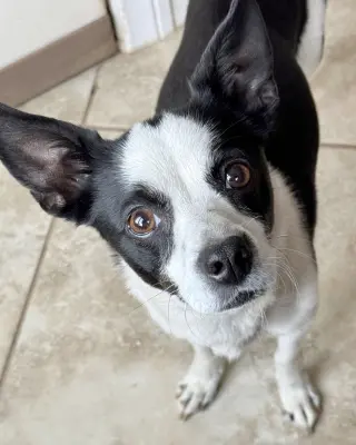 Evie