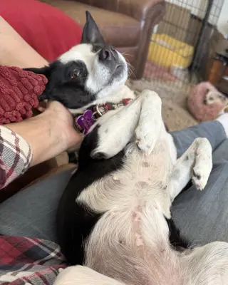 Evie