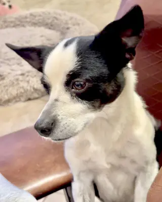 Evie