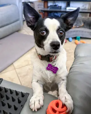 Evie