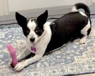 Evie