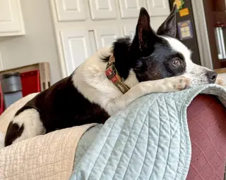 Evie