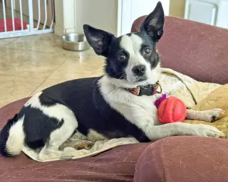 Evie