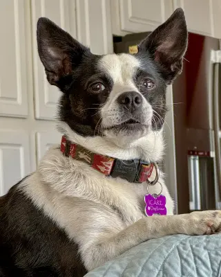 Evie