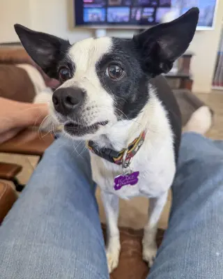 Evie