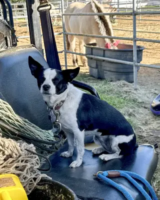 Evie