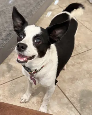 Evie