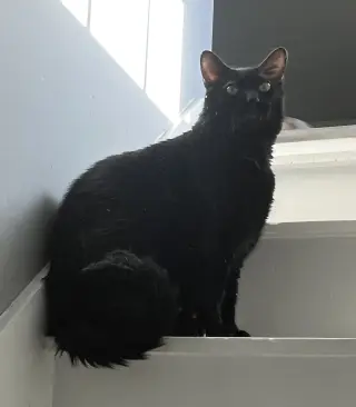 Steve