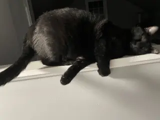 Steve