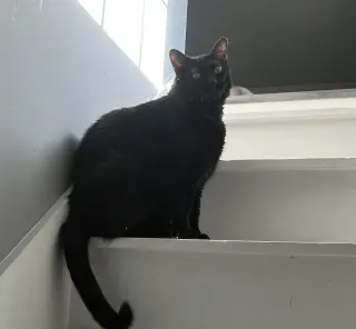 Steve