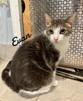 Evan