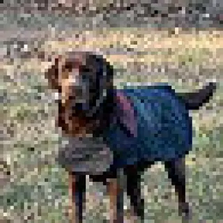 Kimbra - owner rehome
