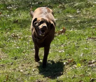 Kimbra - owner rehome