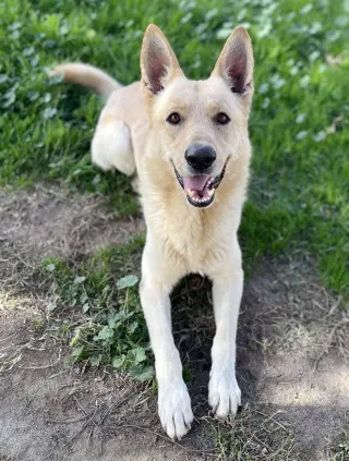 Mac