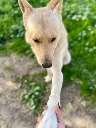 Mac