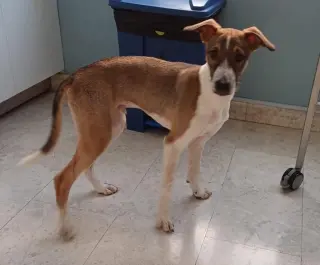 Bandit