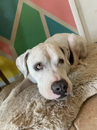 OLAF