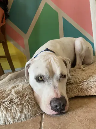 OLAF