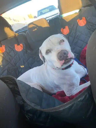 OLAF