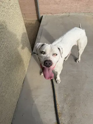 OLAF
