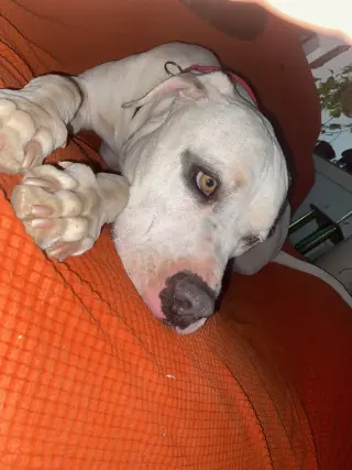 OLAF