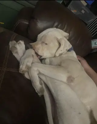 OLAF