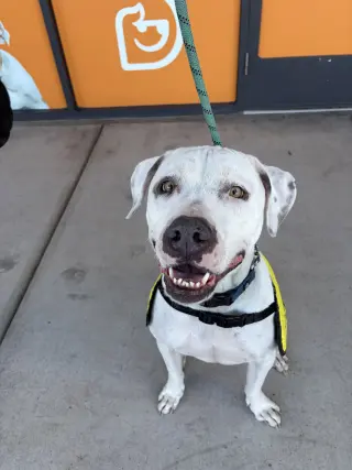 OLAF