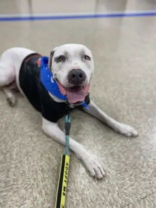 OLAF
