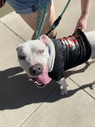 OLAF