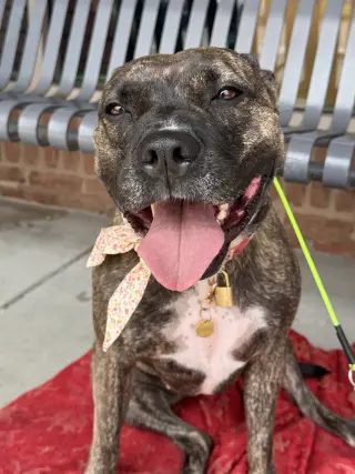 Audrey