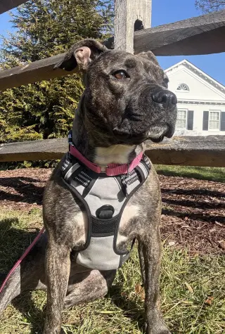 Audrey