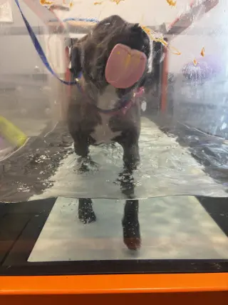 Audrey