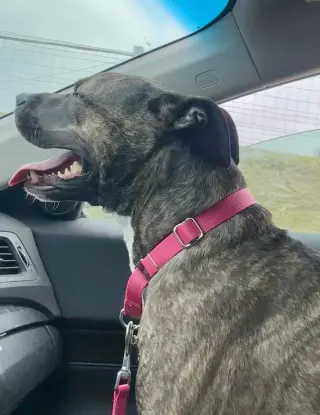 Audrey