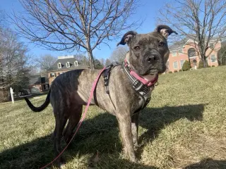Audrey