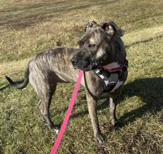 Audrey
