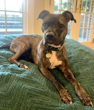 Audrey