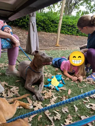 Athena the Pittie