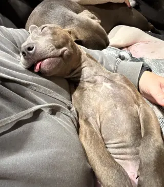 Athena the Pittie