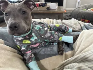 Athena the Pittie