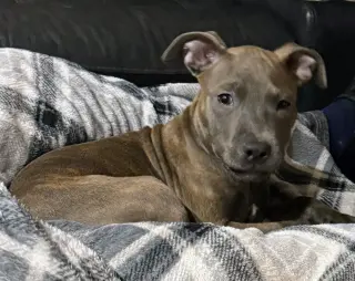 Athena the Pittie