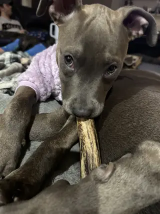 Athena the Pittie