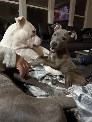 Athena the Pittie