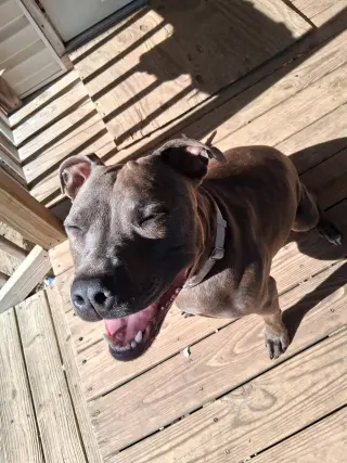 Athena the Pittie